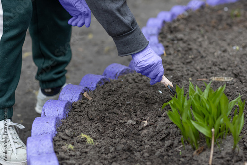 Εκτύπωση καμβά Close-up of female hands busy gardening in a flower bed.