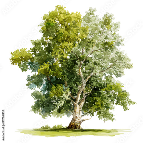 Watercolor painting of Plane Tree, detailed and artistic vector illustration on a white background.
