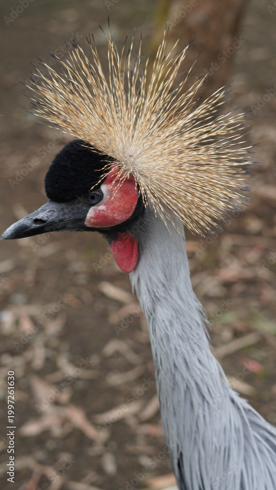 Fototapeta premium Grey crowned crane with distinctive feather crest in natural habitat