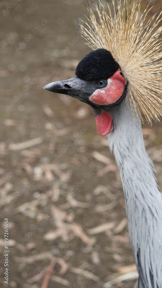 Fototapeta premium African crowned crane with distinctive plumage in natural habitat
