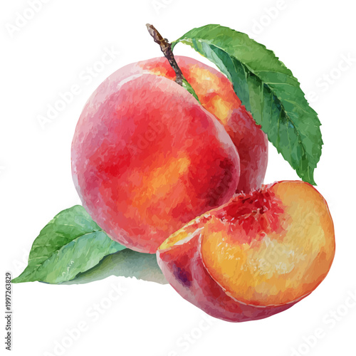 Peach watercolor vector illustration, high-quality artwork isolated on a pure white background.
