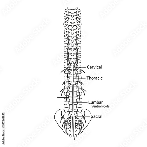 Detailed illustration of the human spine and its anatomical structure.