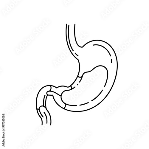 Medical illustration of the human stomach, showing the digestive system anatomy.