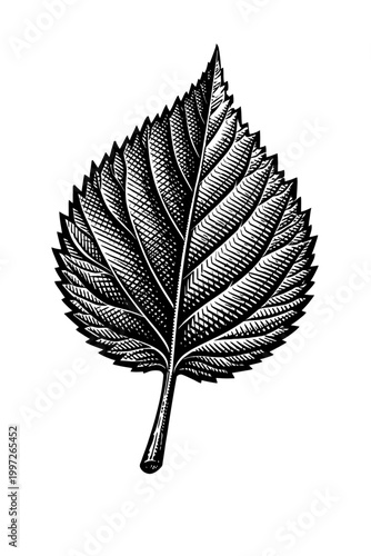 Detailed illustration of a single leaf with intricate veins and serrated edges in black and white