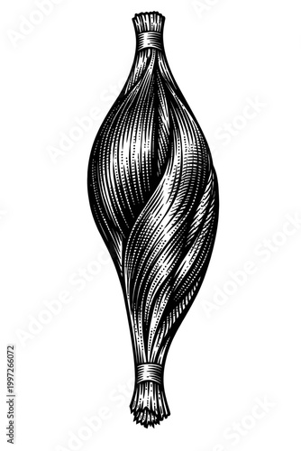 A detailed black and white drawing of a single garlic bulb on a white background, perfect for culinary or agricultural use