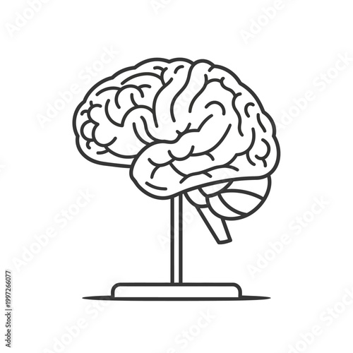 Anatomical illustration of the human brain, a symbol of intelligence and thought.