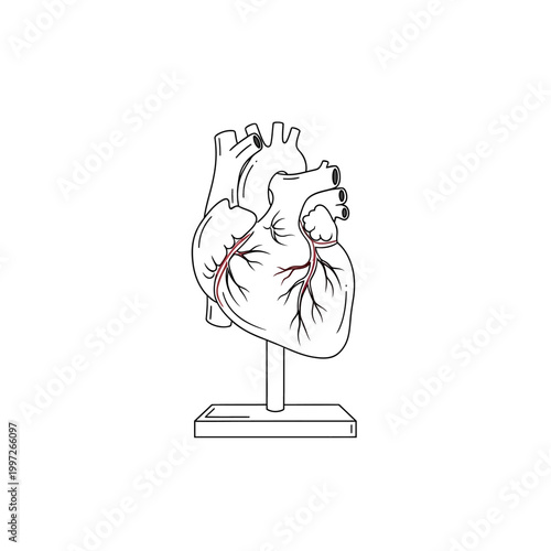 Anatomical illustration of the human heart, showing arteries and veins in detail.