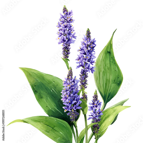 Stylized watercolor Pickerelweed vector, modern artistic illustration with high-quality details on a pure white background.