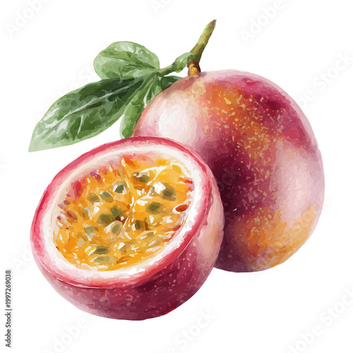 Watercolor Passion Fruit vector, artistic painting style, high-resolution illustration on a pure white background.