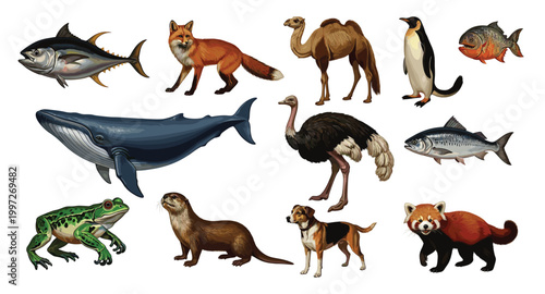 Collection of Various Animals Fish, Mammals, Reptiles, and Birds