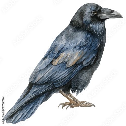 Crow watercolor vector illustration, high-quality artwork isolated on a pure white background.