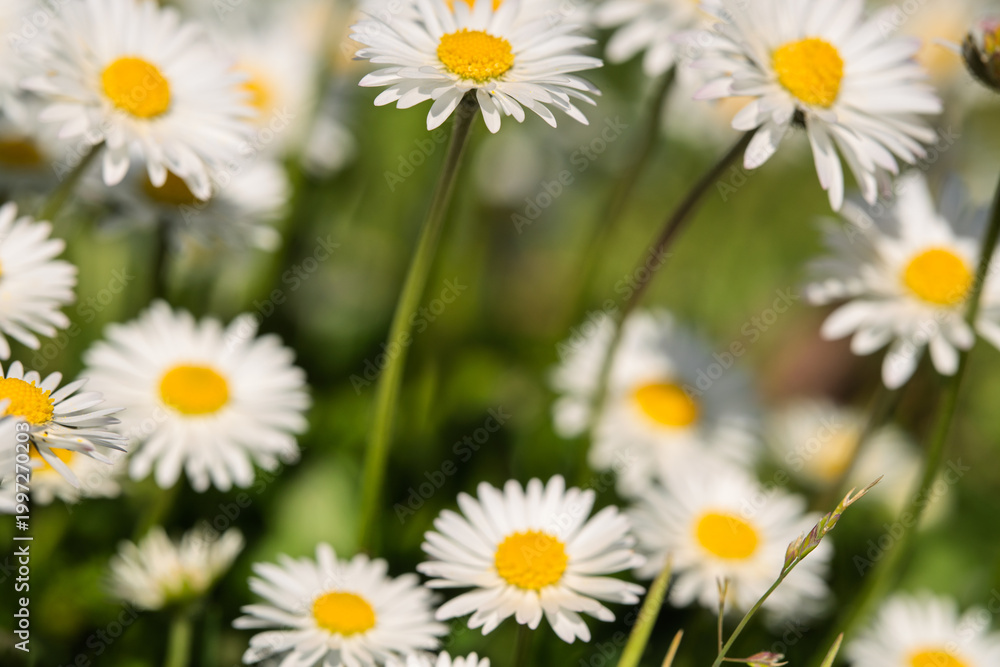 Fototapeta premium Common Daisies Blooming in Soft Green Meadow