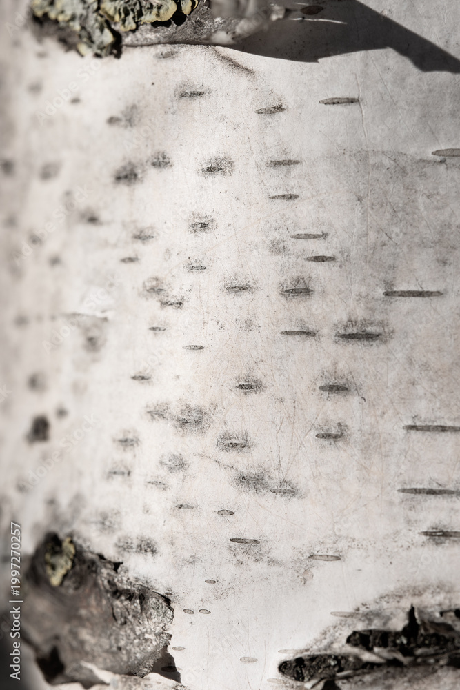 Fototapeta premium White Birch Bark Texture With Natural Rustic Detail