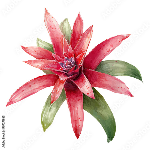 Bilde på lerret Watercolor painting of Bromeliad, detailed and artistic vector illustration on a white background