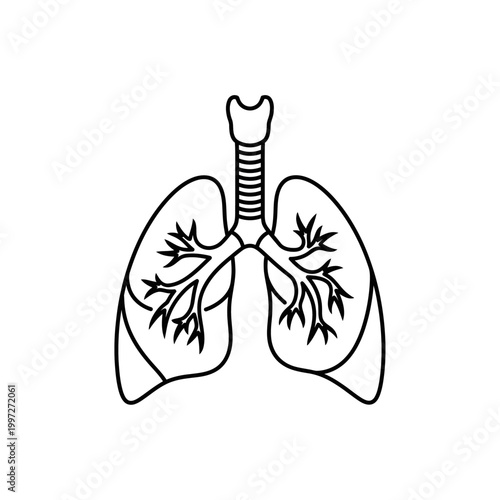 Simple line drawing of human lungs, trachea, and bronchial tree for medical illustration.