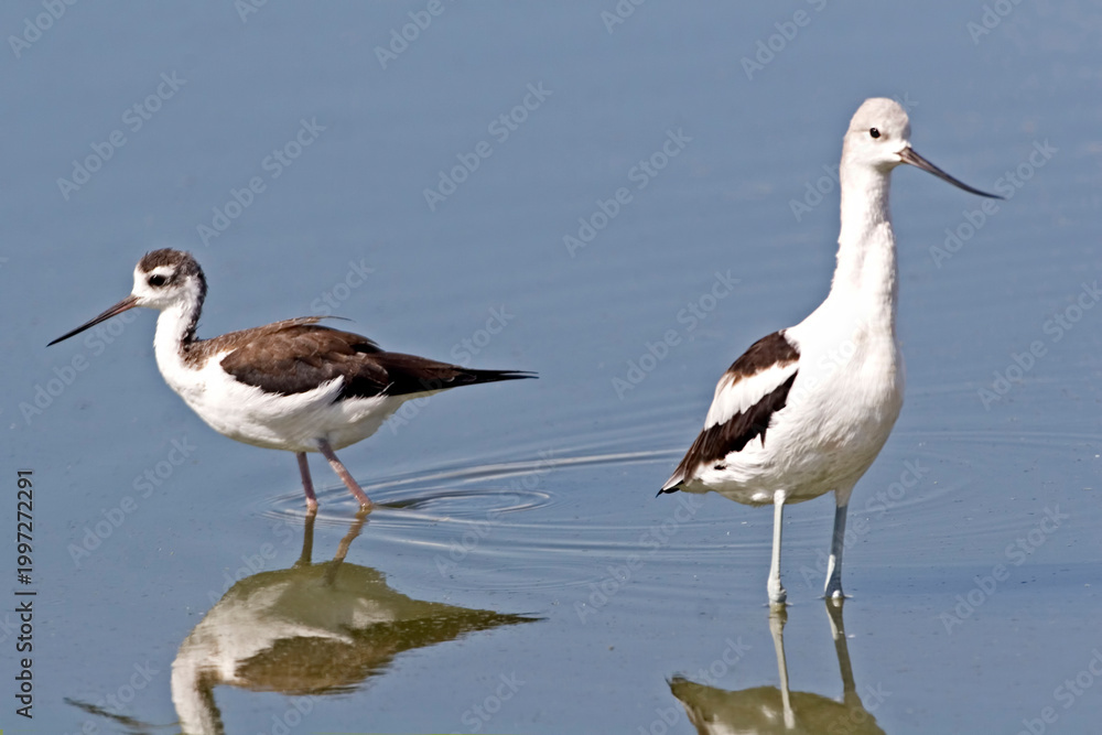 Fototapeta premium American Avocet, Recurvirostra americana, and a Black-necked Stilt, Himantopus mexicanus