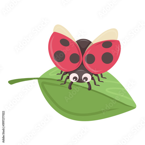 Ladybug on green leaf vector illustration, ladybird beetle character on foliage