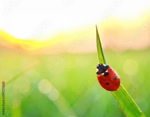 Ladybug crawling on a green blade of grass with morning dew drops, soft golden hour sunlight, summer meadow, macro photography