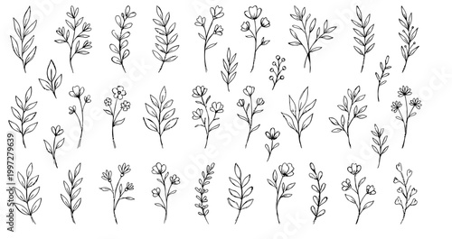 Hand drawn botanical line art floral doodle elements collection