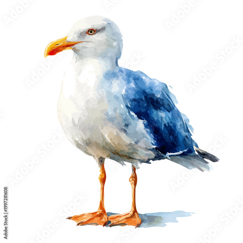 Seagull watercolor vector, hand-painted style, high-quality illustration isolated on white background.