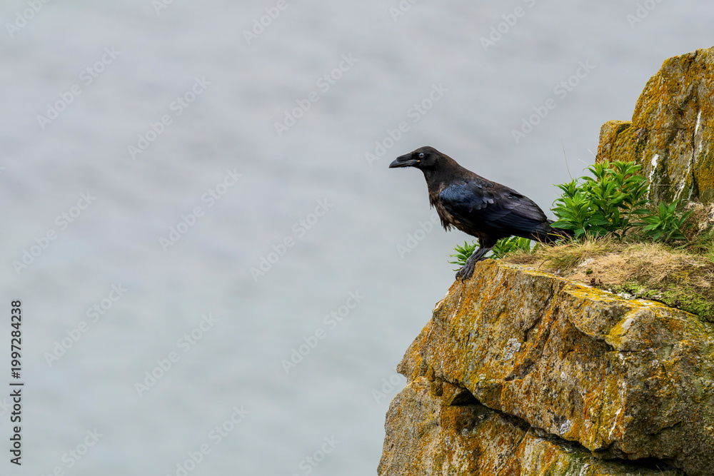 Obraz premium Raven on a rock
