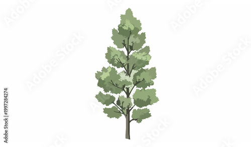 Hand drawn poplar tree vector sketch with narrow silhouette botanical illustration for eco and landscape design