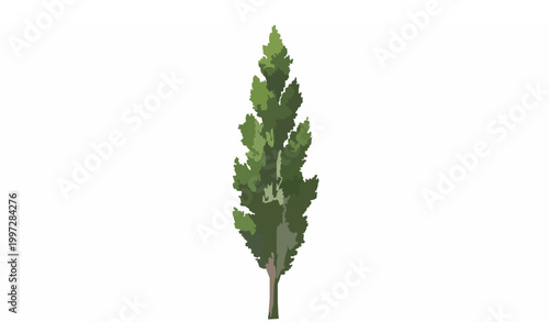 Poplar tree vector illustration realistic tall slender green tree isolated on white background for nature design