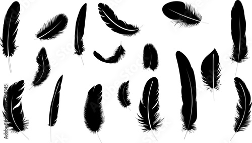 feather silhouette from different angles, vector