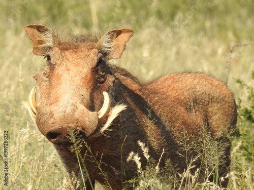 warthog in the savannah