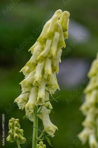 Canvastavla Aconitum lycoctonum wolfs bane flowering plant, group of green yellow flowers in