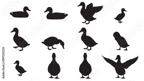 Bird silhouettes set with black poultry shapes in walking, swimming, and flying poses on white background