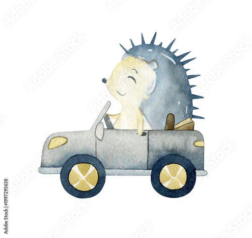 Watercolor vector illustration. Hedgehog rides in the car.