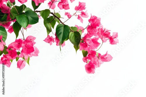 Bright Pink Flowers With Green Leaves on a White Background in a Garden Setting