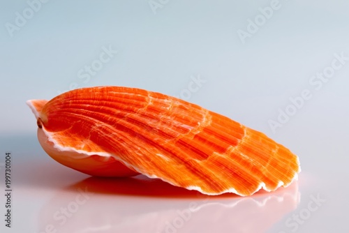 Unique Shell Resting on a Flat Surface in Simple Light