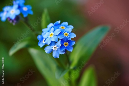 Bright Blue Flowers With Yellow Centers Grow on Green Leaves in a Garden Duri...