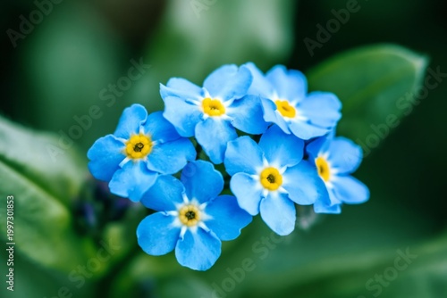 Bright Blue Flowers With Yellow Centers Grow on Green Leaves in a Garden Duri...