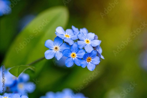 Bright Blue Flowers With Yellow Centers Grow on Green Leaves in a Garden Duri...