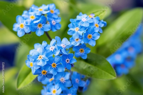 Bright Blue Flowers With Yellow Centers Grow on Green Leaves in a Garden Duri...