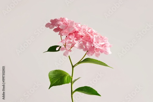 Pink Flower Stands Tall Against a Light Background With Leaves Around It in B...