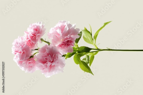 Pink Flower Stands Tall Against a Light Background With Leaves Around It in B...