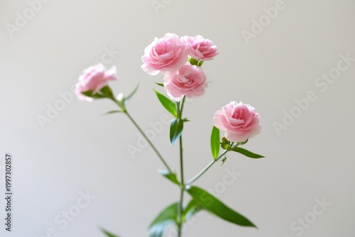 Pink Flowers With Green Leaves Showcase Beauty in a Simple Setting