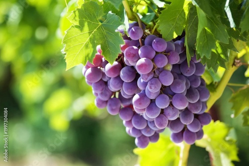Vineyard Showing Ripe Grapes Hanging From Green Vines in Bright Sunlight