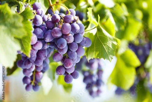 Vineyard Showing Ripe Grapes Hanging From Green Vines in Bright Sunlight