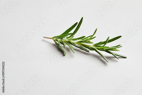 Fresh Rosemary Sprig Placed on a Plain Background for Culinary Use and Decora...