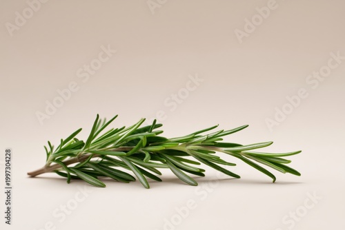 Fresh Rosemary Sprig Placed on a Beige Surface Ready for Cooking or Garnishin...