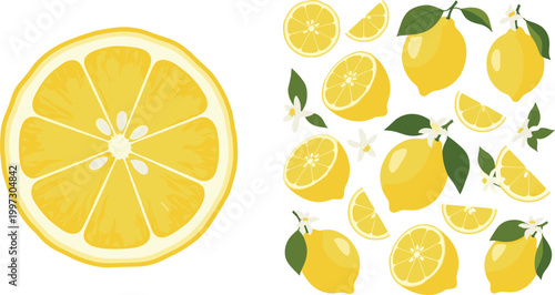 Set of hand drawn lemon fruit vectors featuring whole lemons, half slices, circular wedges, and citrus blossoms for kitchen decor, food packaging, and summer designs