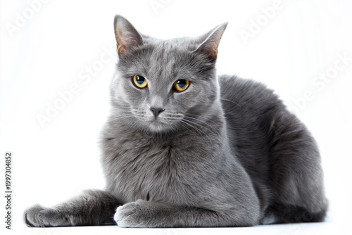 Gray Cat With Yellow Eyes Sitting Against a White Background Looking Directly...