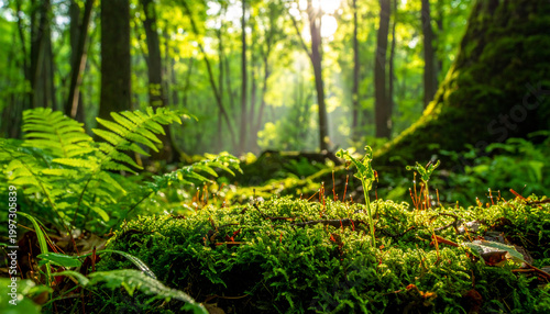 Fresh green forest scene in spring with mossy ground