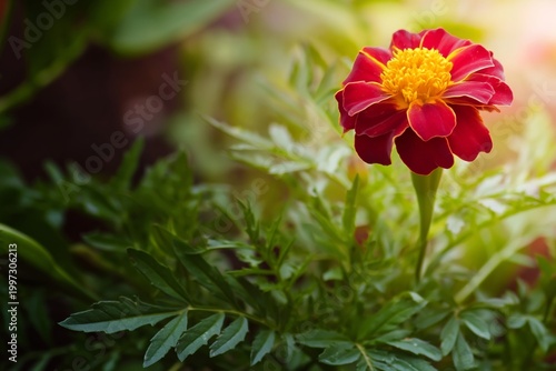 Flower With Bright Yellow Center and Dark Red Petals Stands Among Green Leave...