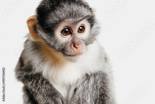 Curious Young Monkey Sits Quietly Against a Plain White Background